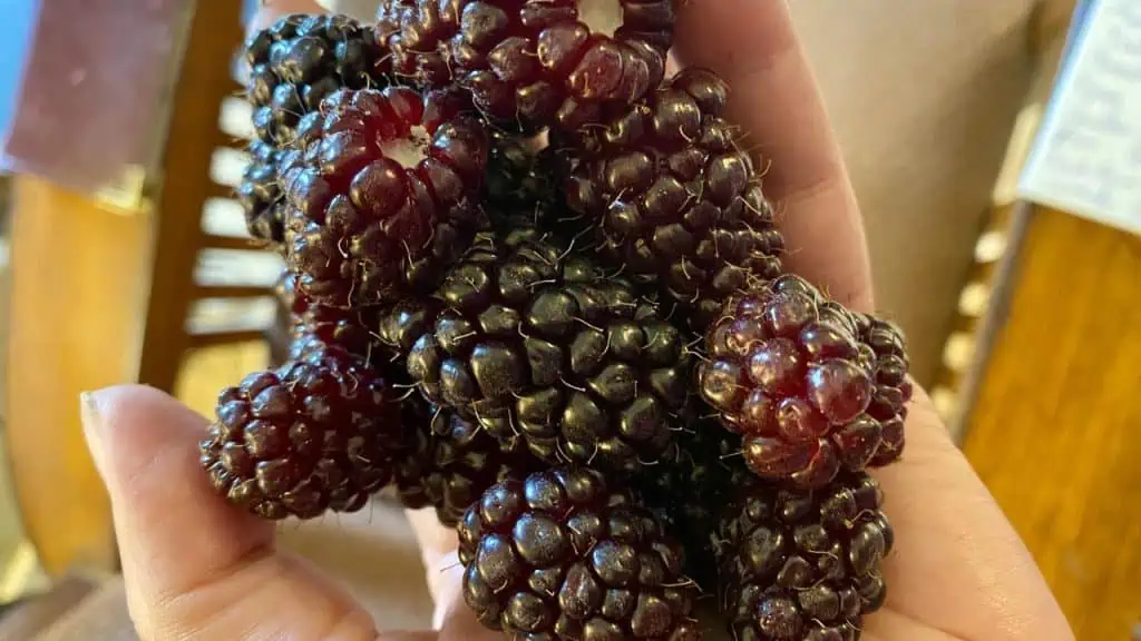Oregon's Marionberry Delights