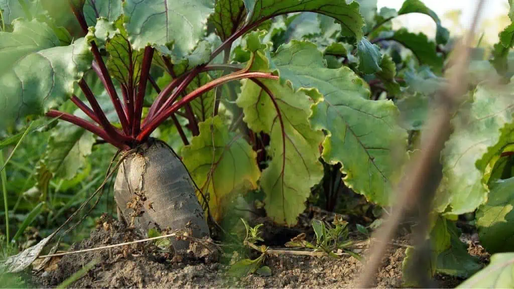 Beets