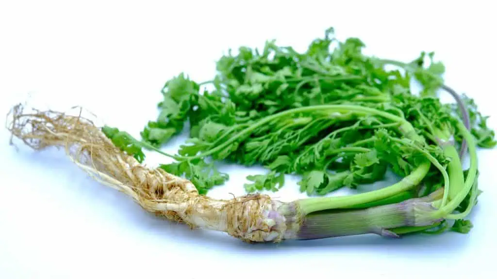 Cilantro Conundrum