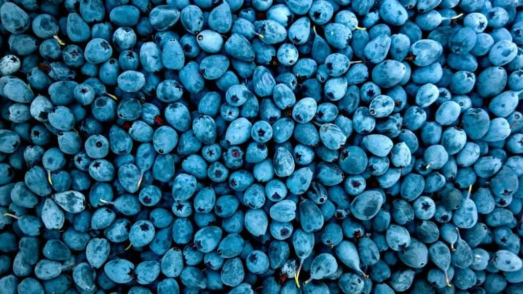 Blueberries: Antioxidant-Rich Gems
