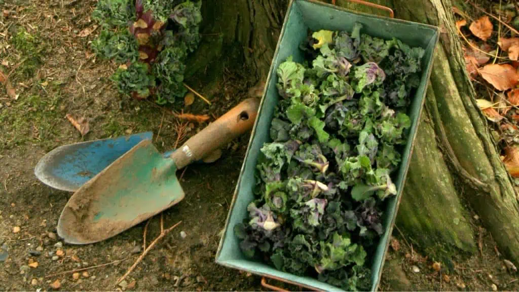 The Genesis of Kalettes