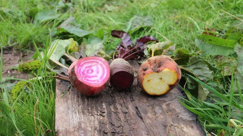 Chioggia Beets' Candy Stripes