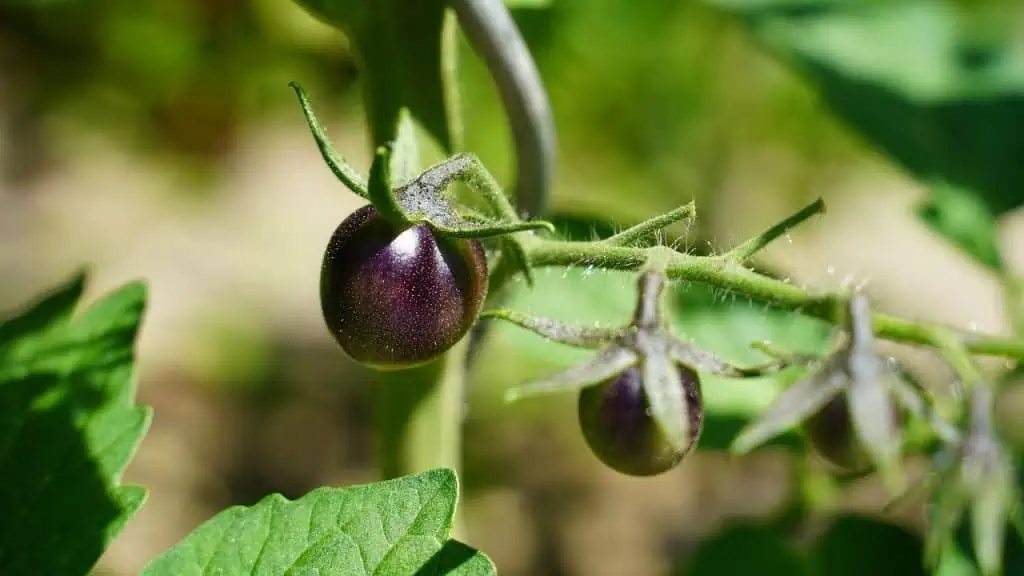 Blue Tomatoes: A Blue Hue