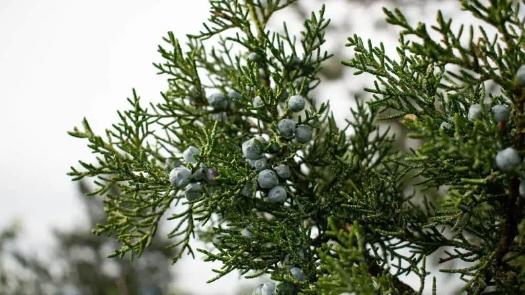 Juniper: Spicing Up Survival