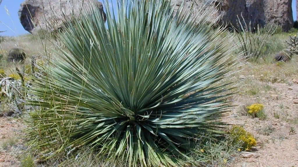Yucca: The Desert's Hidden Gem
