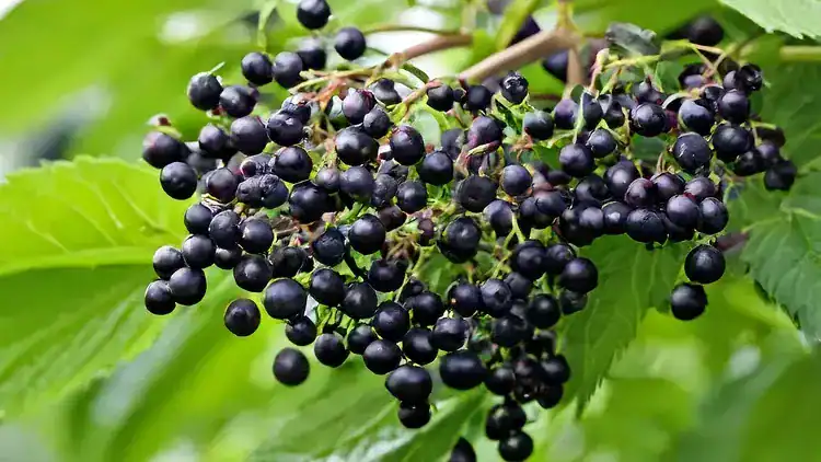 Elderberries
