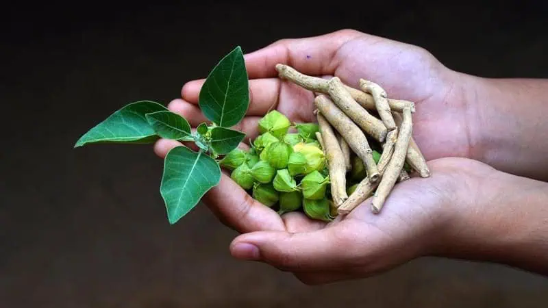 Ashwagandha