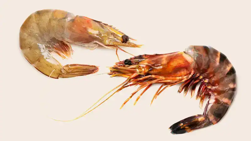 Shrimp vs. Prawns