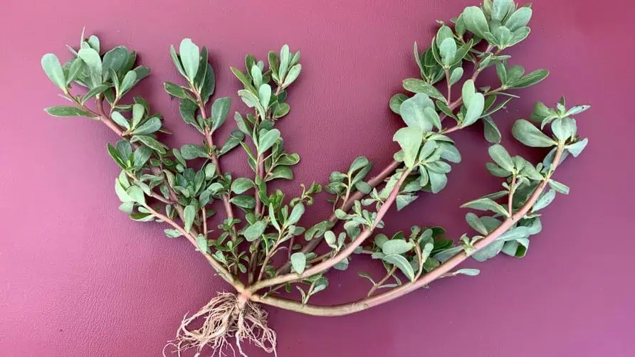 Purslane