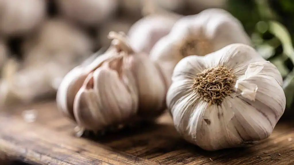 Garlic