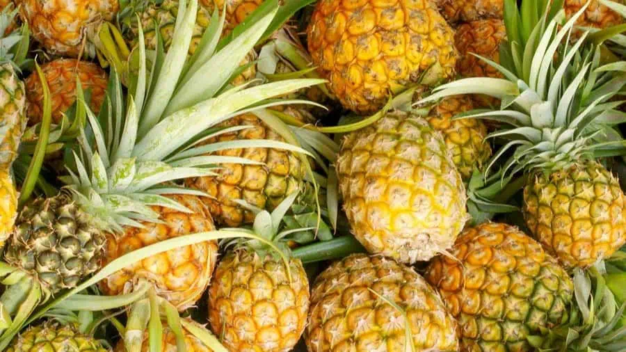 Pineapples