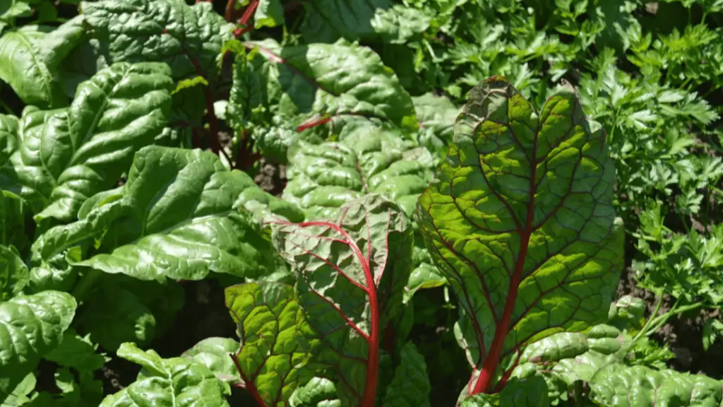 Swiss Chard