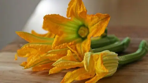 Squash Blossoms