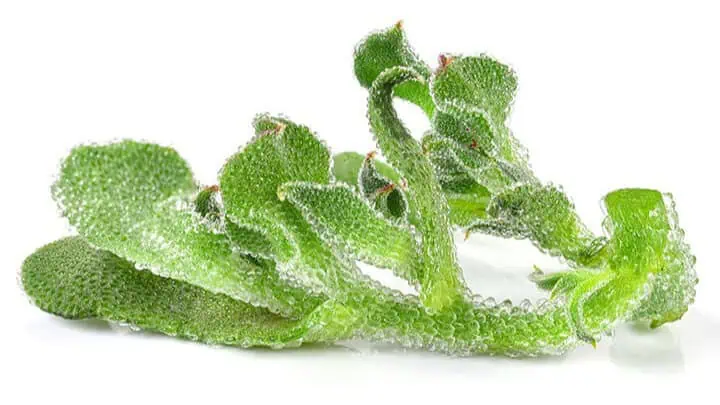 Ice Plant