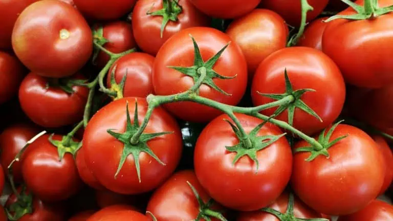 Tomatoes