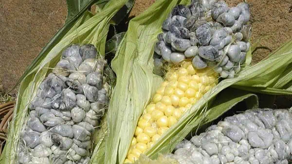 Huitlacoche