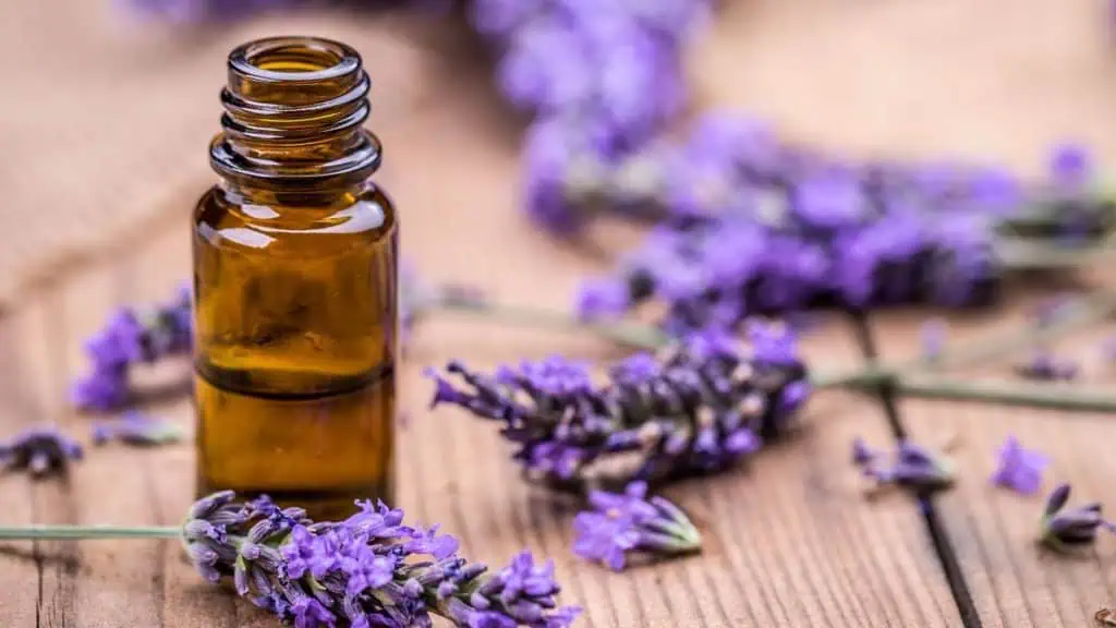 Lavender Oil