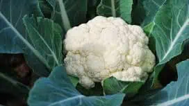 Cauliflower