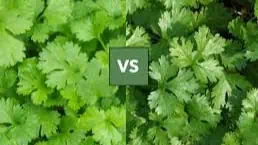 Cilantro vs. Coriander