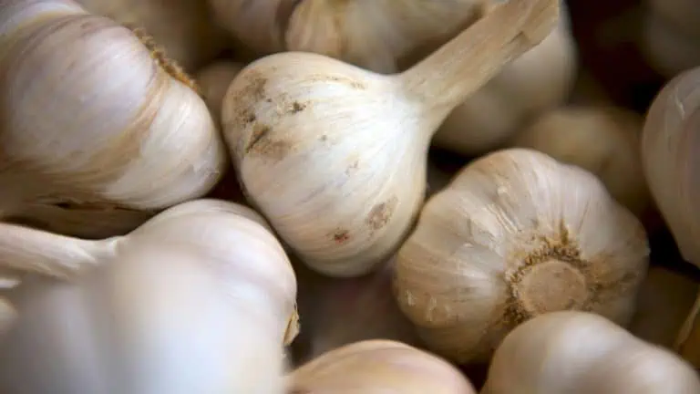 Garlic