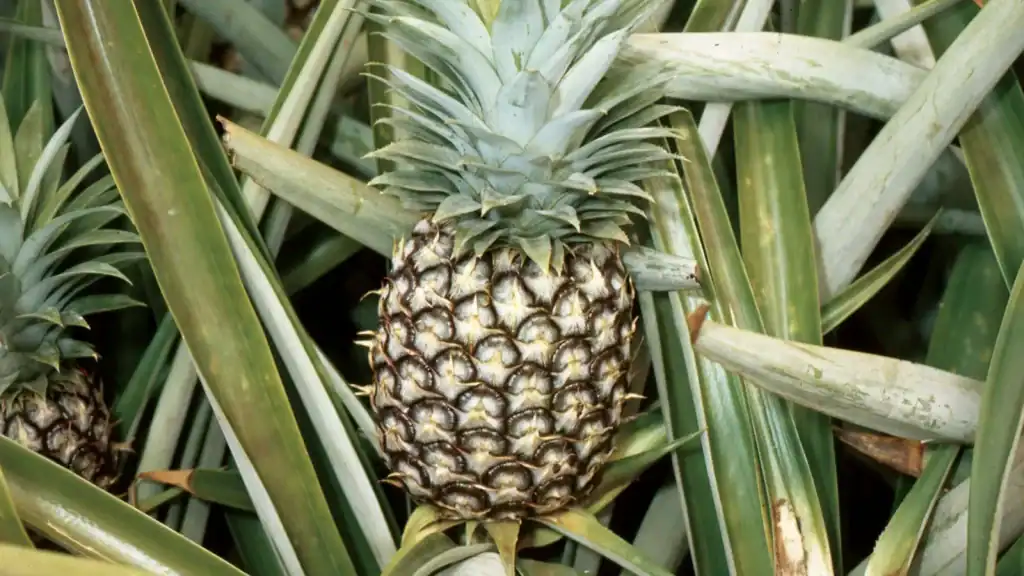 Pineapple