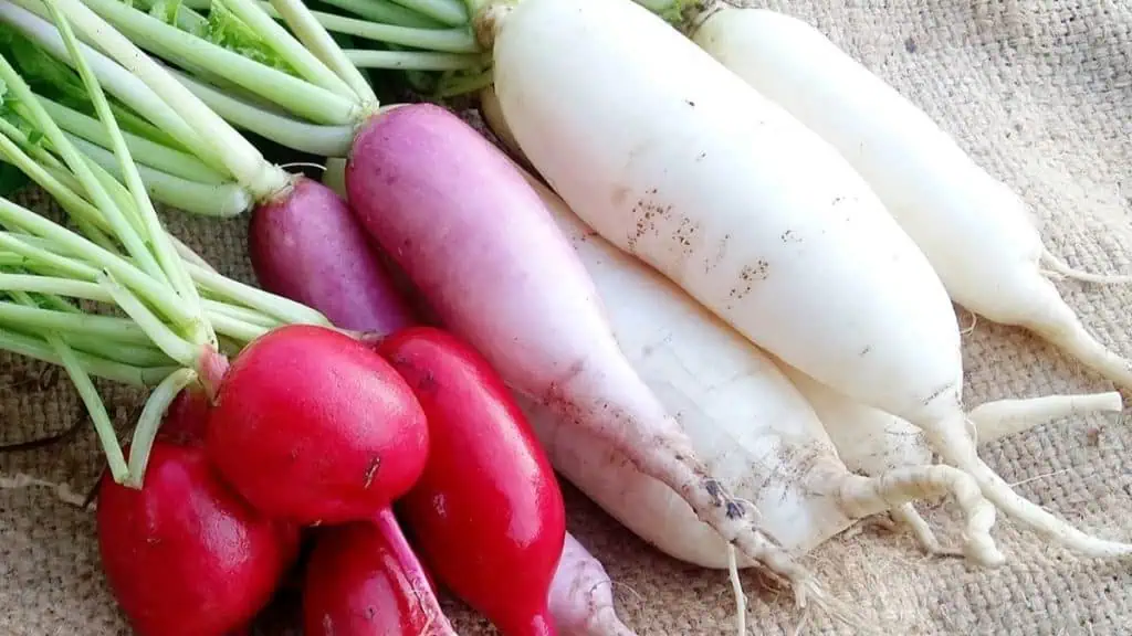 Radishes