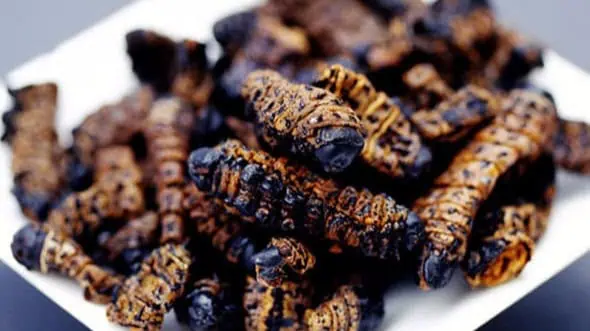Mopane Worms