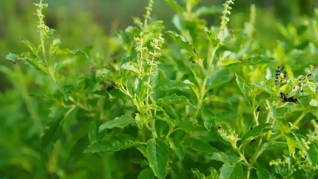 Holy Basil