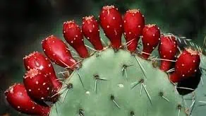 Cactus snack